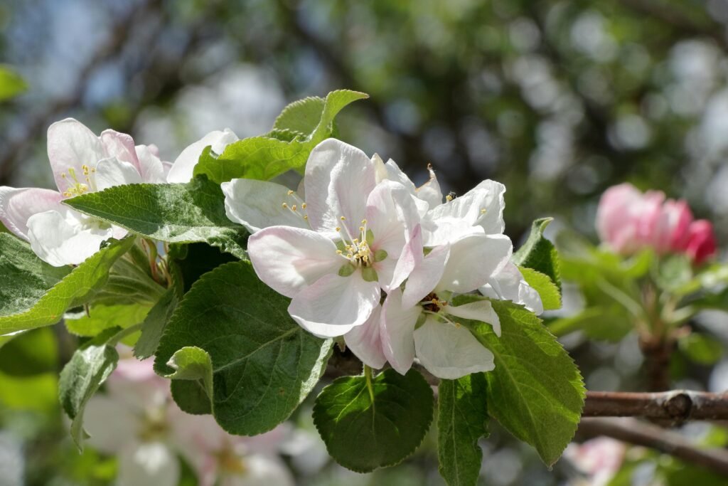 Spring in Canada: Nature's Rebirth