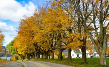 Seasonal Travel Guide: Best Time to Experience Natural Beauty in Canada